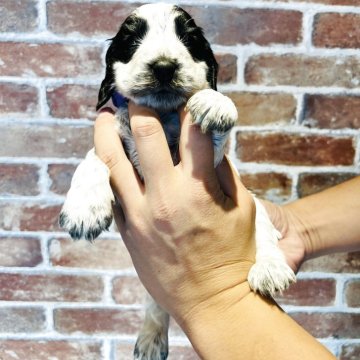 イングリッシュコッカースパニエル【兵庫県・女の子・2025年10月14日・ブルーローン】の写真「とってもキュートな女の子の誕生です❣️」