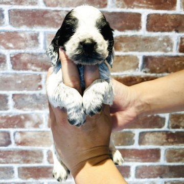 イングリッシュコッカースパニエル【兵庫県・男の子・2025年10月14日・ブルーローン】の写真「とっても陽気な男の子です❣️可愛い🩷」