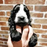 イングリッシュコッカースパニエル