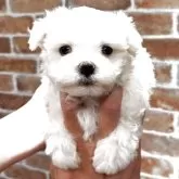マルチーズ