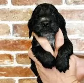 イングリッシュコッカースパニエル