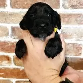 イングリッシュコッカースパニエル