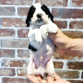 イングリッシュコッカースパニエル