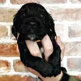 イングリッシュコッカースパニエル