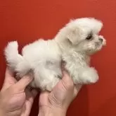 マルチーズ【兵庫県・男の子・2024年12月6日・ホワイト】の写真3