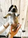 イングリッシュコッカースパニエル【兵庫県・女の子・2025年4月21日・ブルーローン】の写真5