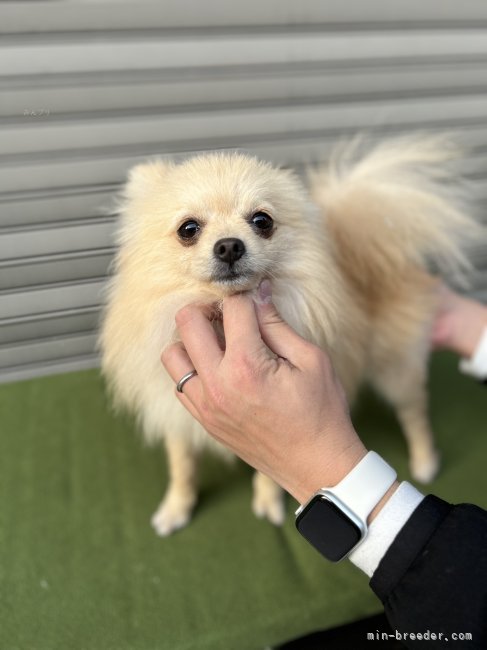 ポメラニアン【・男の子・2024年7月18日・クリーム】