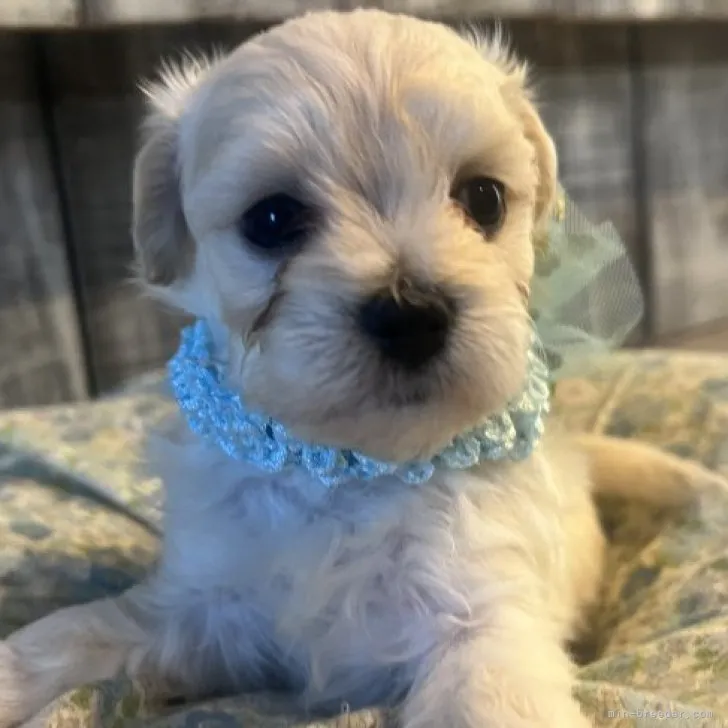 ID:2306-03951の子犬