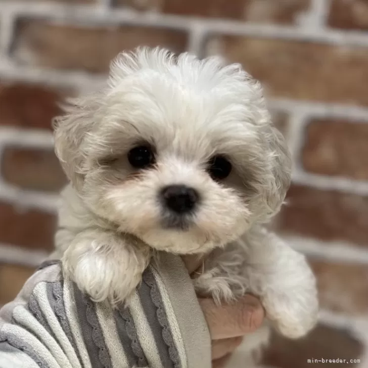 とも 様のお迎えした子犬