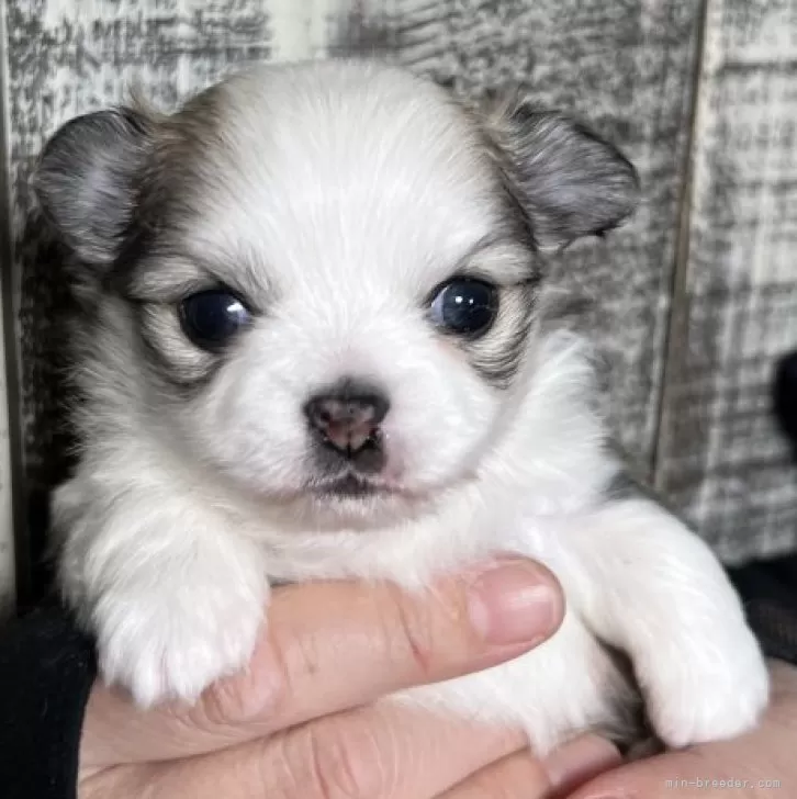 ID:2401-03196の子犬