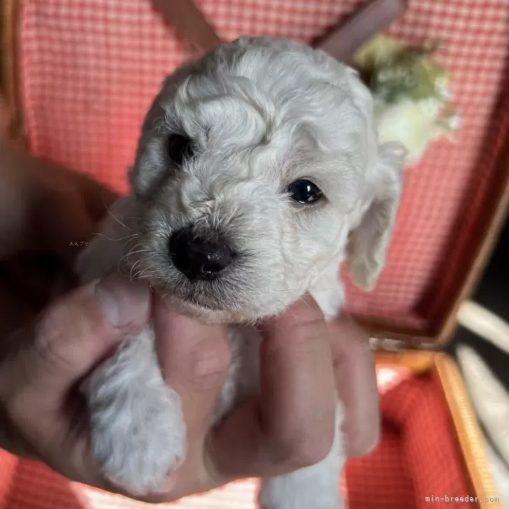 ID:2404-03112の子犬