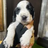 イングリッシュコッカースパニエル【兵庫県・女の子・2023年6月13日・ブラック&ホワイト】の写真1