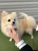 ポメラニアン【・男の子・2024年7月18日・クリーム】