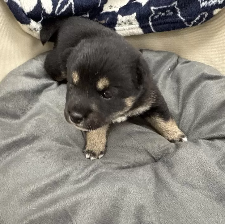 T.K 様のお迎えした子犬