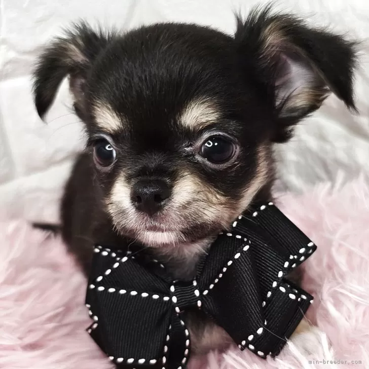 ID:2506-01302の子犬