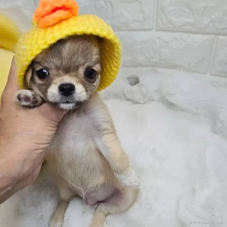 ID:2507-01466の子犬