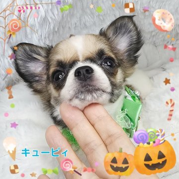 チワワ(ロング)【東京都・男の子・2025年7月12日・ホワイト&レッド】の写真「人懐っこく甘ったれな可愛い子す‼️🍀✨」