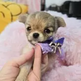 チワワ(ロング)
