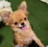 チワワ(スムース)