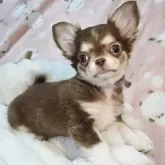 チワワ(ロング)