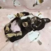 チワワ(ロング)【東京都・男の子・2025年6月14日・チョコレートタン&ホワイト】の写真4「つぶらな瞳が可愛い僕ちゃん🌹🍀✨」