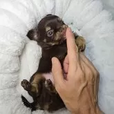 チワワ(ロング)【東京都・男の子・2025年6月14日・チョコレートタン&ホワイト】の写真5「お手手に捕まる仕草も可愛～い🩷🎀✨」