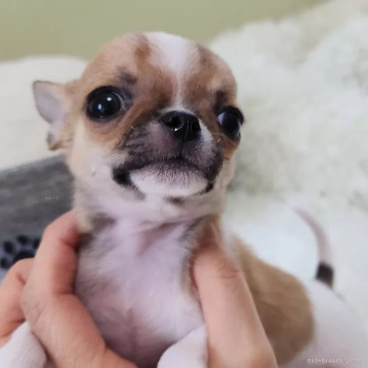 ID:2403-01761の子犬