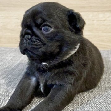 パグ【神奈川県・男の子・2025年6月2日・ブラック】の写真「ムチムチコロコロの癒しイケメン男の子♪」