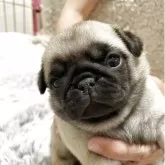 パグ
