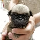 パグ