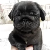 パグ