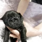 パグ
