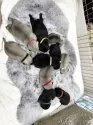 パグ【神奈川県・女の子・2025年7月13日・フォーン】の写真4
