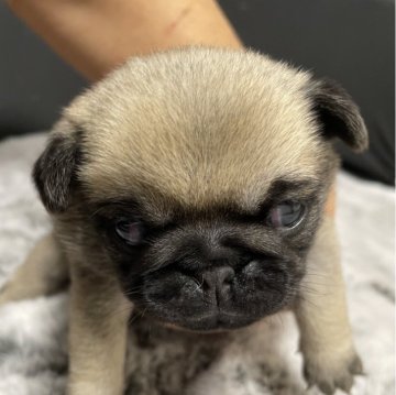 パグ【神奈川県・女の子・2024年1月17日・フォーン】の写真「海外チャンピオン犬血統のモカちゃんベビーです！」