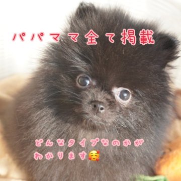 ポメラニアン【愛媛県・女の子・2024年11月7日・ブラック】の写真「極上ブラック　2/10まで」