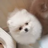 ポメラニアン
