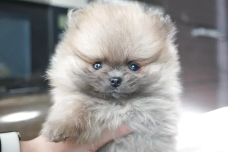 ポメラニアン【愛媛県・女の子・2025年10月23日・オレンジセーブル