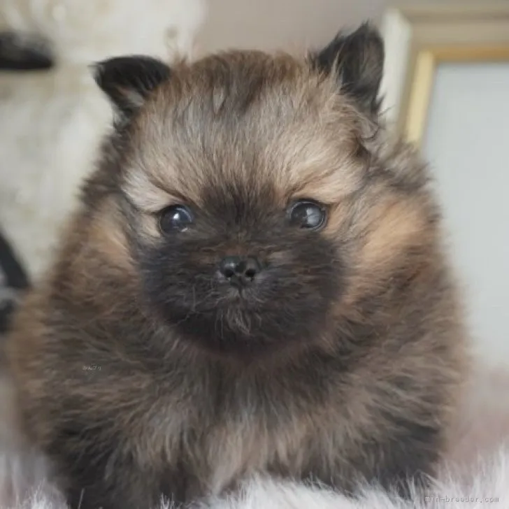 ID:2310-04695の子犬