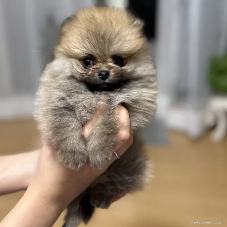ID:2411-00999の子犬