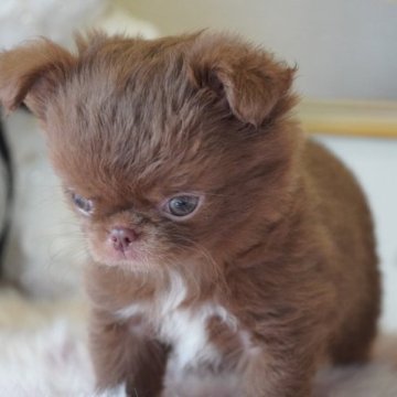 チワワ(ロング)【愛媛県・男の子・2023年4月18日・チョコ】の写真「鼻ぺちゃすぎるブラザーズ❤️
可愛いソックス🧦」