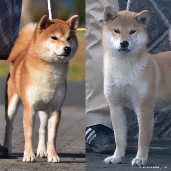柏井道敬ブリーダーのブログ：ほまれちゃん出産しました🎊