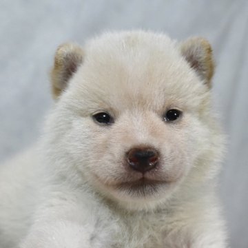 柴犬(標準サイズ)【神奈川県・男の子・2025年7月8日・白】の写真「おっとりしてる男の子」