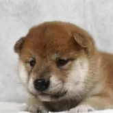 柴犬(標準サイズ)