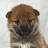 柴犬(標準サイズ)