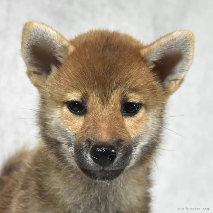 S 様のお迎えした子犬