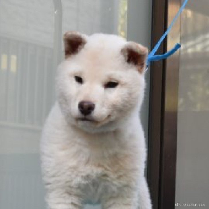 【専用です】白い柴犬さん 🥱のはち君 ・ ・ #柴犬 #しばいぬ #しば #しば犬 #しばすた