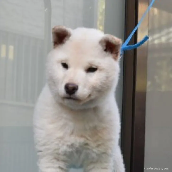 ID:2211-03996の子犬