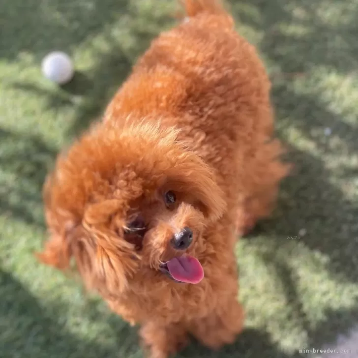 T.S 様のお迎えした子犬