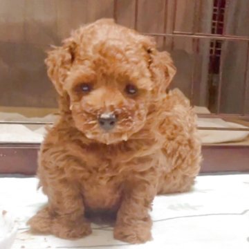 タイニープードル【千葉県・男の子・2025年7月26日・レッド】の写真「タレ目の愛くるしいお目め💓」