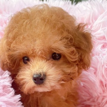 ティーカッププードル【千葉県・女の子・2025年8月11日・レッド】の写真「小ちゃくてもとっても元気いっぱい」